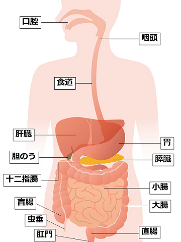 消化器内科