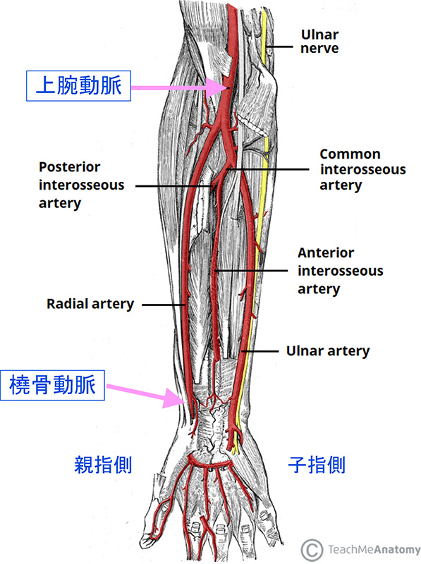 右腕動脈の図