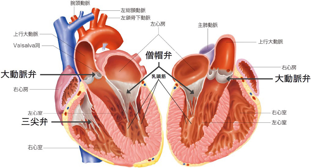 心臓の内部構造のイメージ