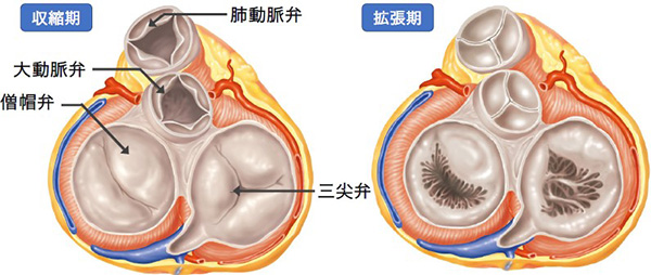 ４つの弁の位置関係と開閉のタイミングを示す図